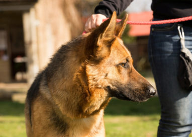 Garante per il benessere e la tutela degli animali del comune di Parma: aprono le candidature