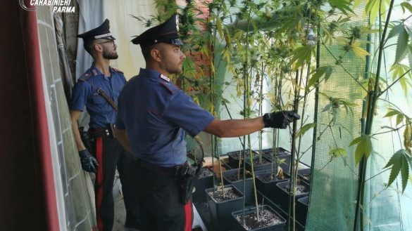 Alta Val di Taro, maxi sequestro di marijuana: arrestato un 55enne